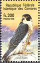 Peregrine Falcon (Falco peregrinus)